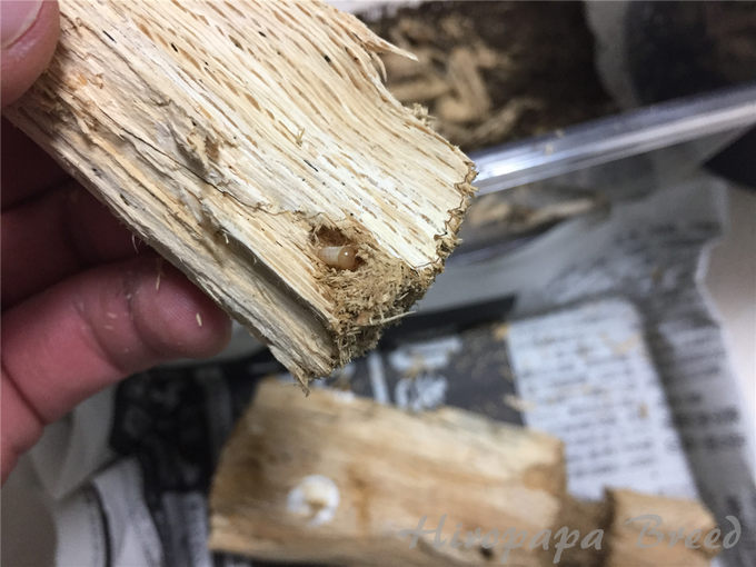 高槻 (4)