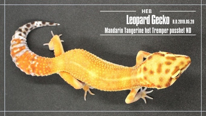 Mandarin Tangerine het Tremper posshet ND (1)