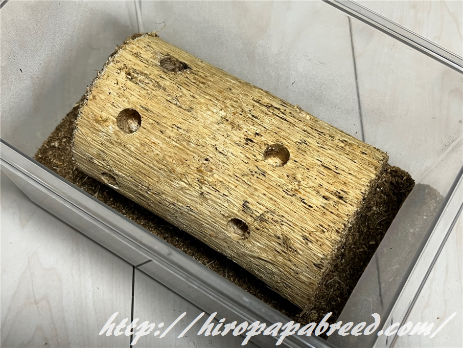 能勢YG】産卵セット開始。 : ひろパパ BreedingJournal