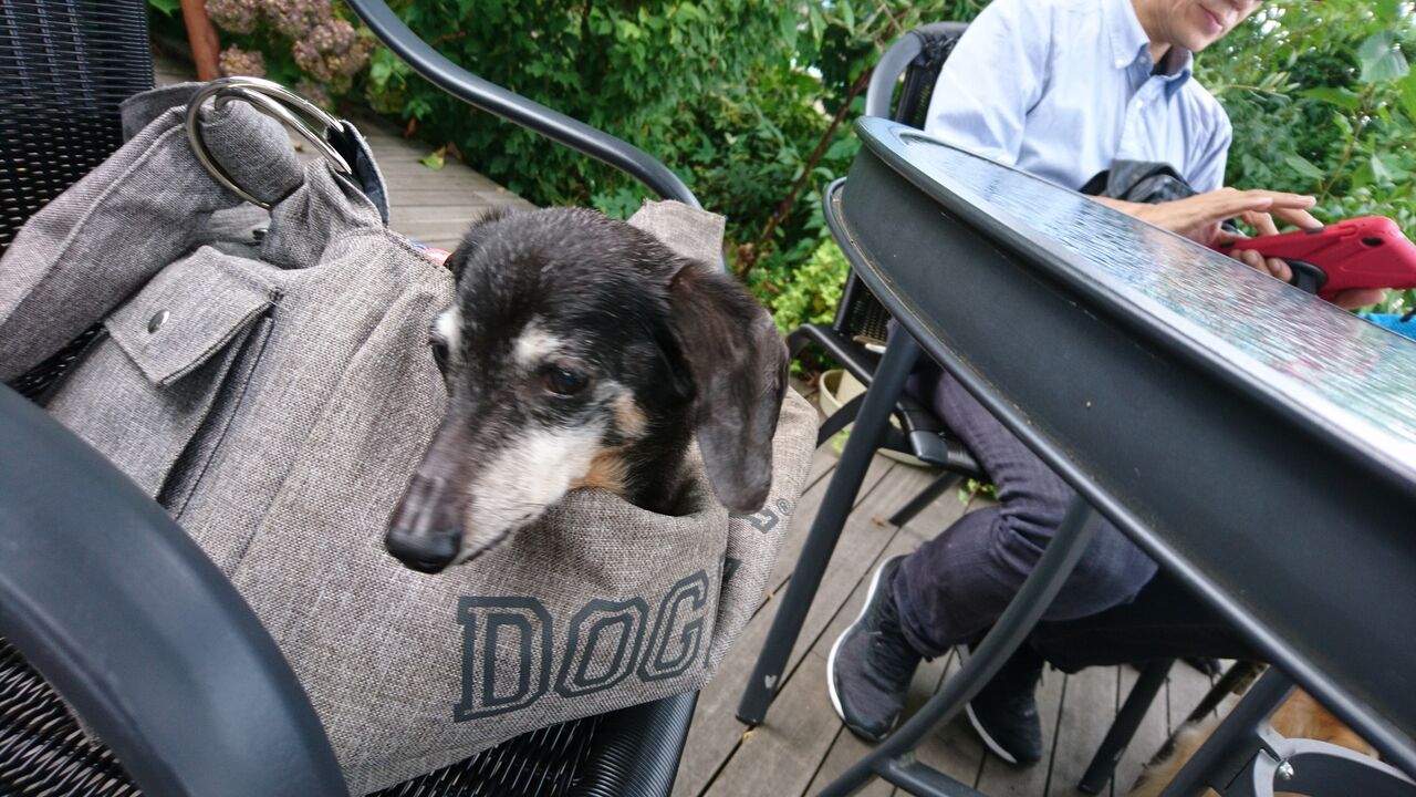 ご長寿犬 ラピスと