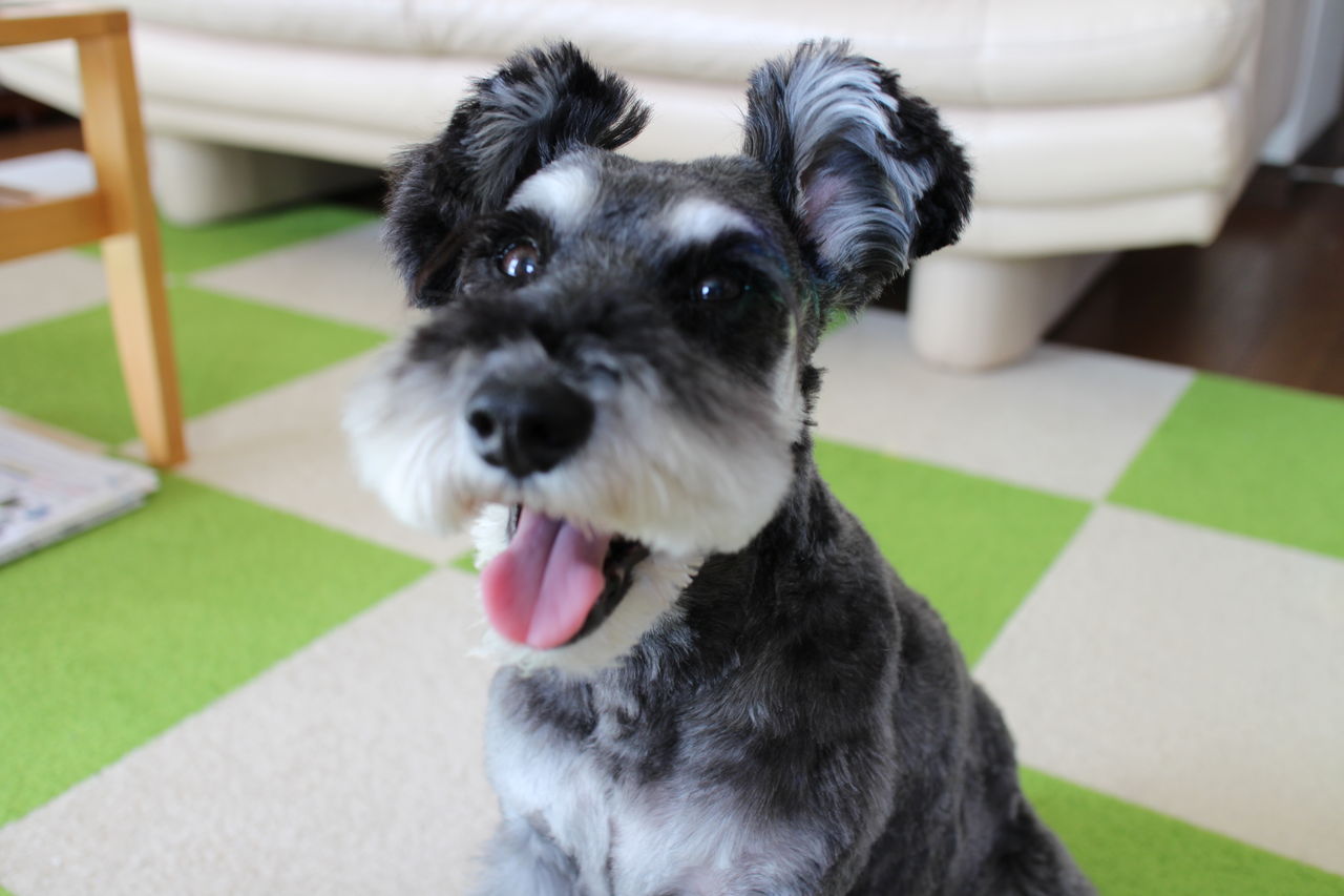 うちの看板犬 美容室 vogue ヴォーグ 快適美容生活 うちの看板犬 美容室 vogue ヴォーグ 快適美容生活