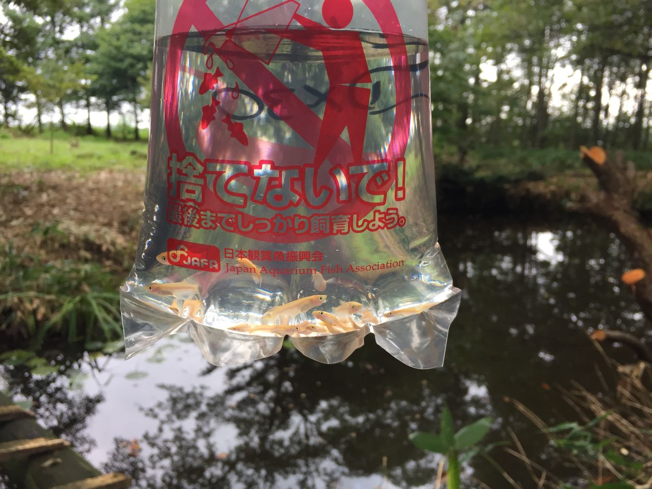 池のボウフラ対策 さすらおう この世界を