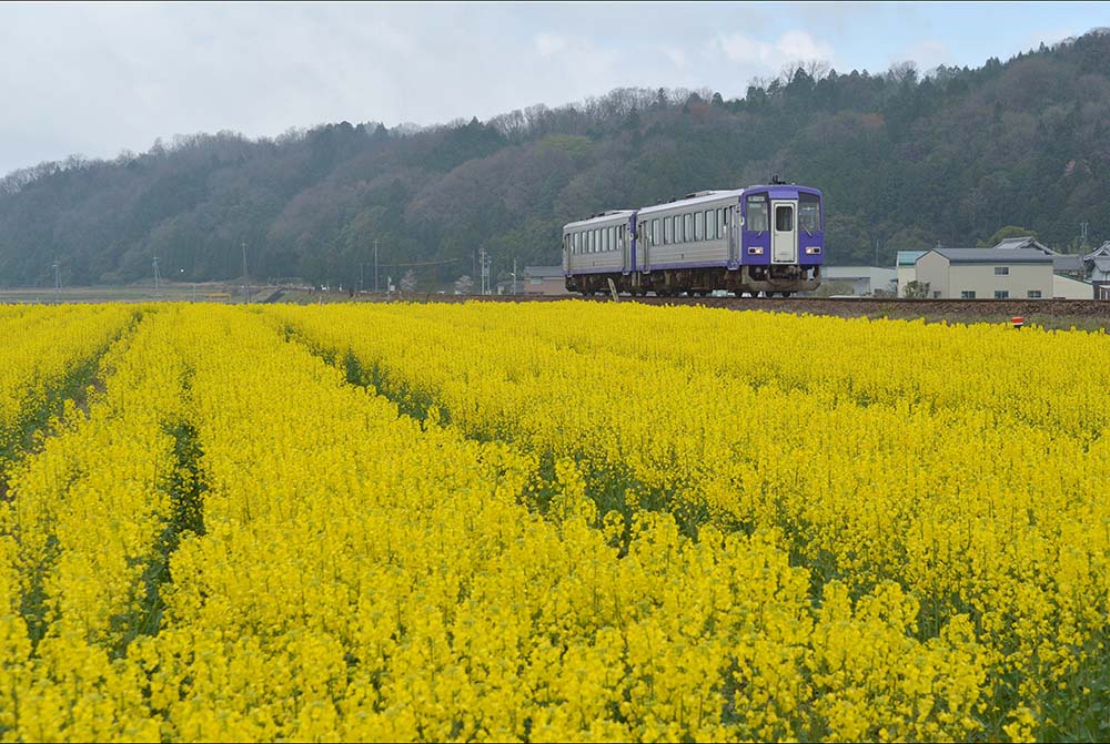 菜の花畑のキハ Hirorin Tetuのブログ
