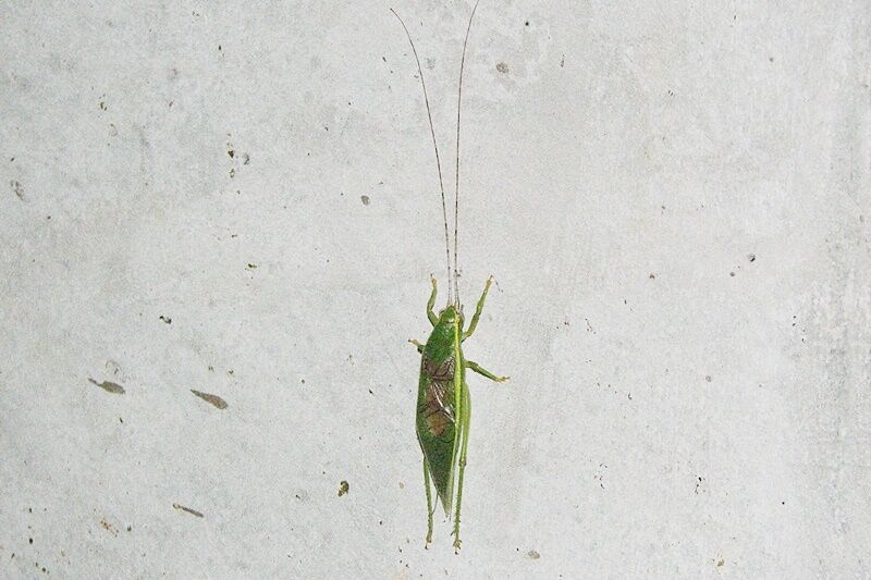 アオマツムシ : 野の虫観察記