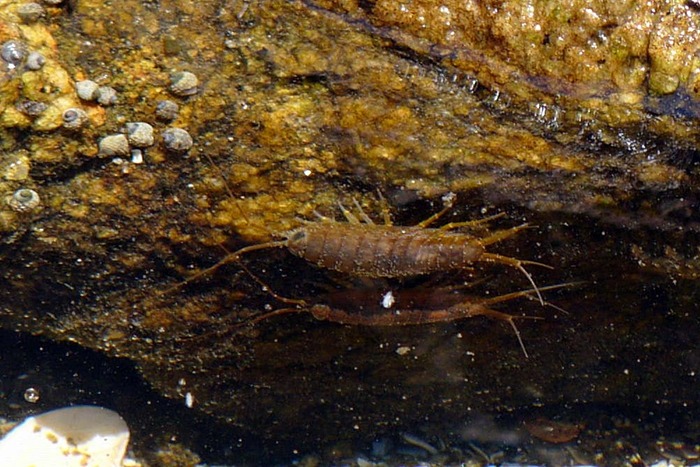 フナムシ・船虫 : 野の虫観察記