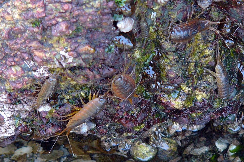 フナムシ・船虫 : 野の虫観察記