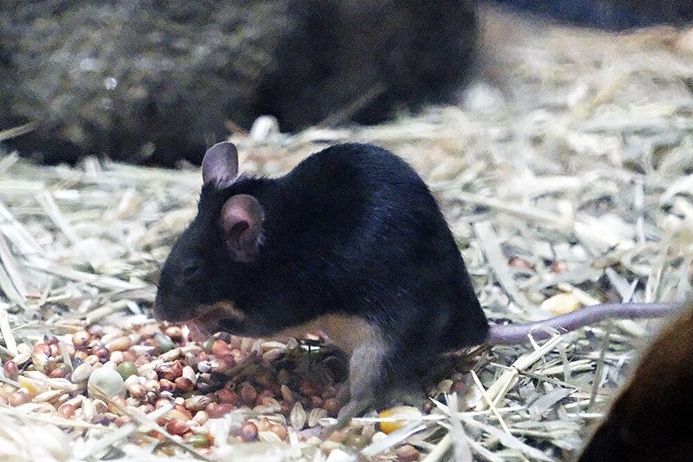 ハツカネズミ 廿日鼠 身近な自然ウォッチング