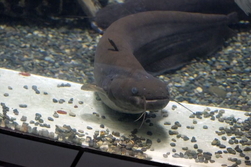 ナマズ 鯰 身近な自然ウォッチング ナマズ 鯰 身近な自然ウォッチング