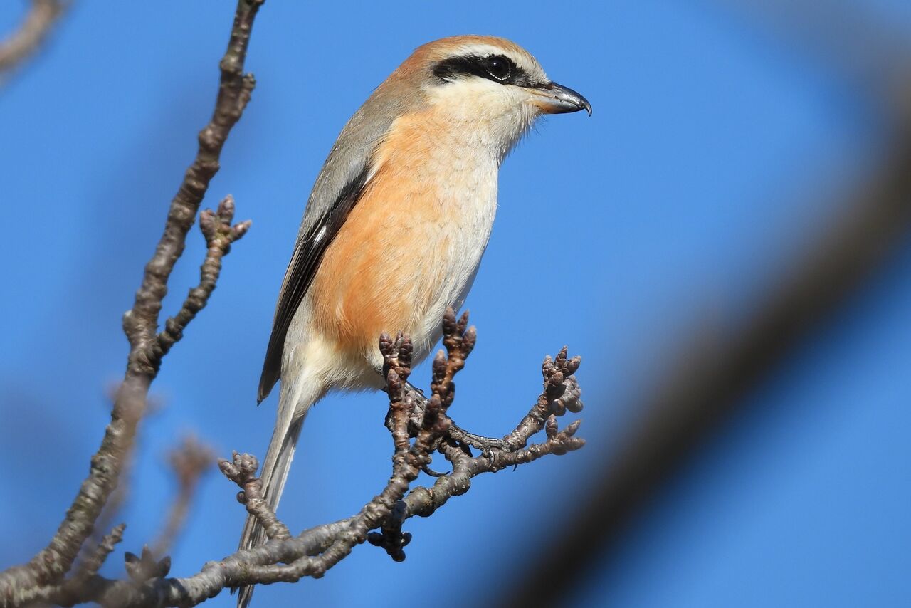 モズ 百舌鳥 身近な自然ウォッチング