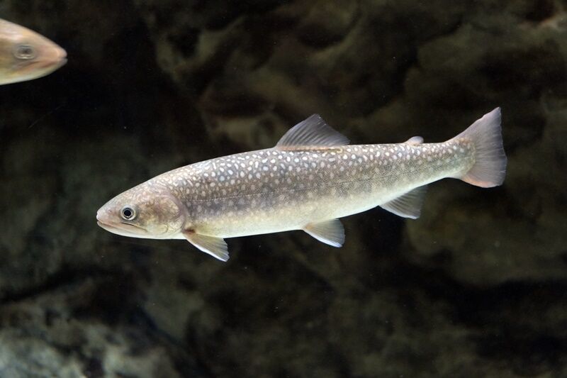 イワナ 岩魚 身近な自然ウォッチング
