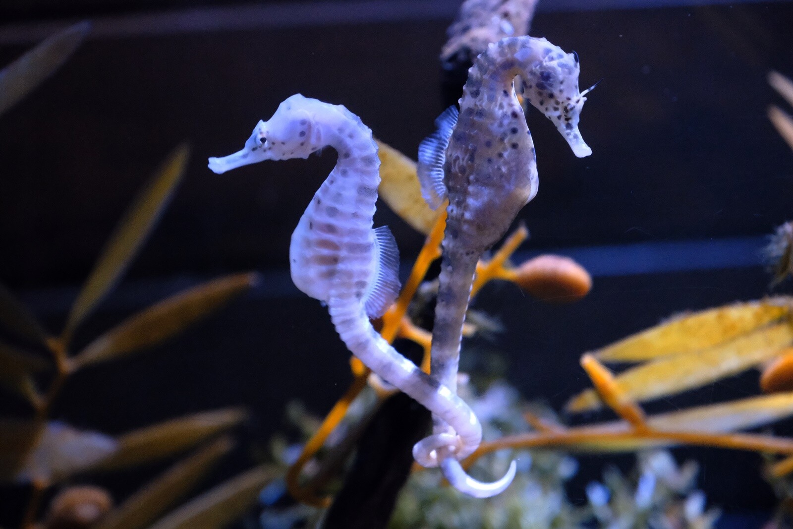 12 27 1ヶ月ぶりの竹島水族館 道草日和ブログ 12 27 1ヶ月ぶりの竹島水族館 道草日和ブログ