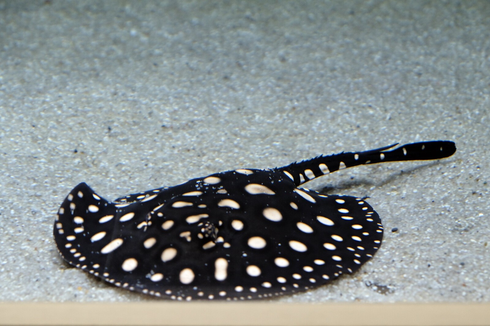 12 27 1ヶ月ぶりの竹島水族館 道草日和ブログ 12 27 1ヶ月ぶりの竹島水族館 道草日和ブログ