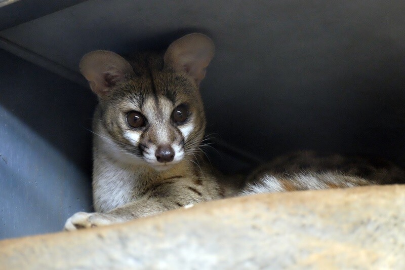 10 16 東山動物園の夜行性動物 みちくさ動物園