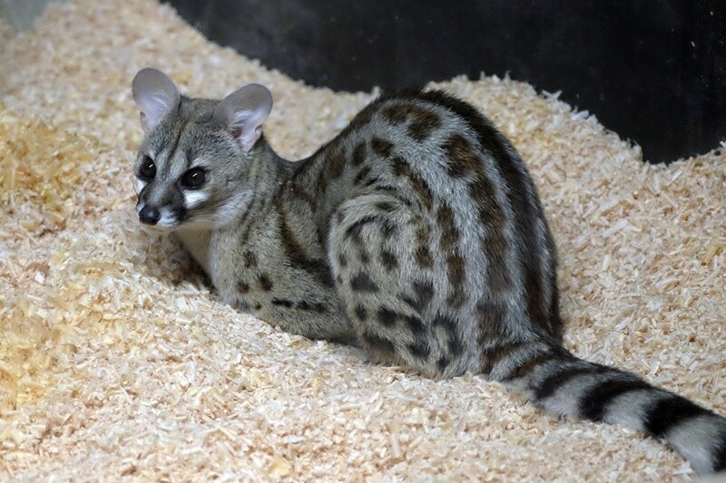 10 16 東山動物園の夜行性動物 みちくさ動物園