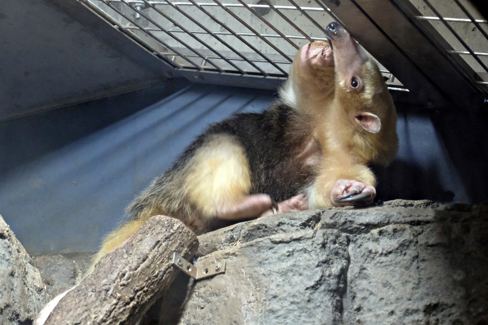 10 30 再々の東山動物園 みちくさ動物園