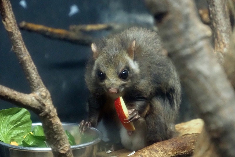 ムササビ : みちくさ動物園