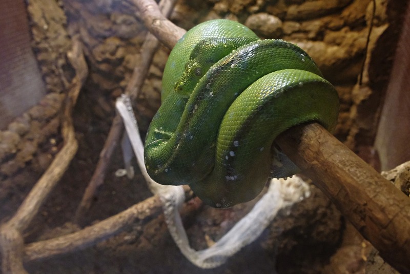 ミドリニシキヘビ : みちくさ動物園
