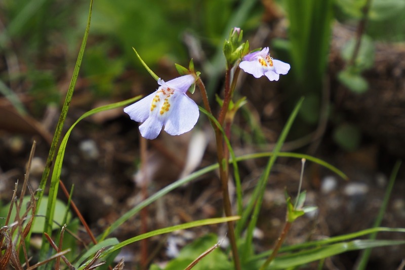 トキワハゼ・常盤黄櫨 : 野の花観察記