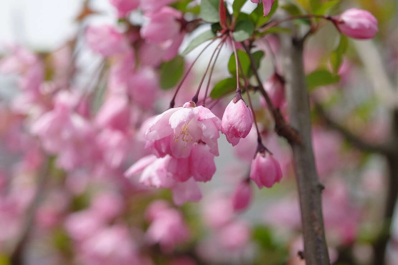 カイドウ 花海棠 みちくさ花散歩
