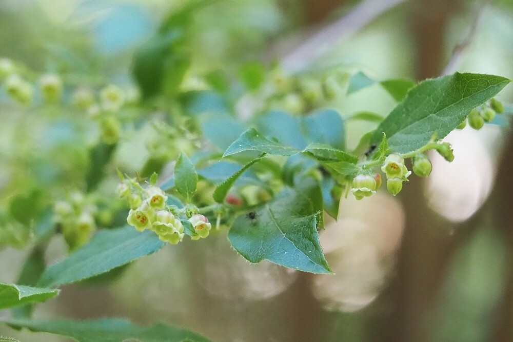 ナツハゼ・夏櫨 : 野の花観察記