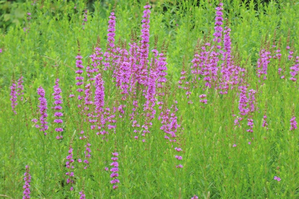 ミソハギ・禊萩 - 草花日和り