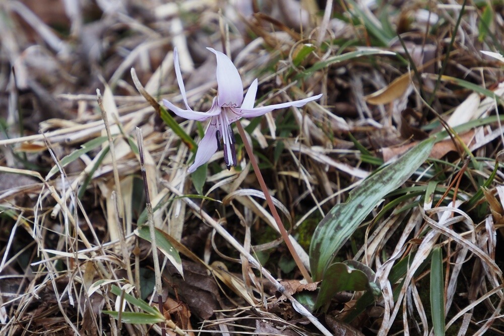 カタクリ・片栗 : 野の花観察記