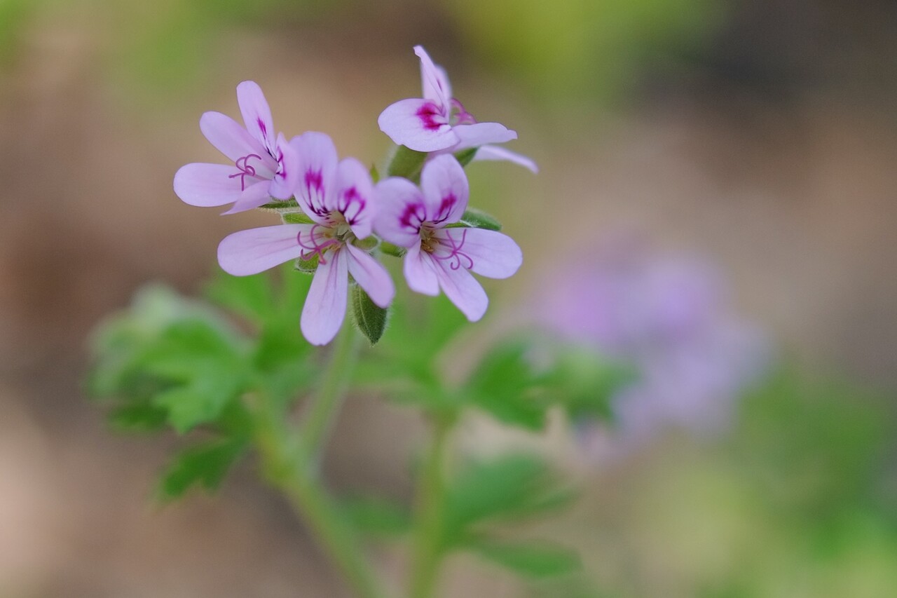 センテッド ゼラニウム 身近な草花ウォッチング