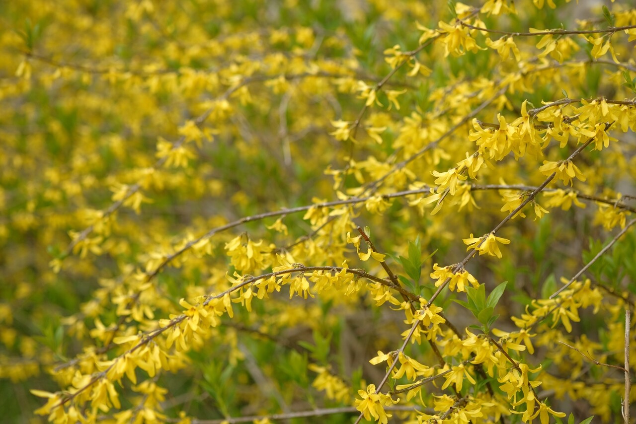 レンギョウ 連翹 みちくさ花散歩