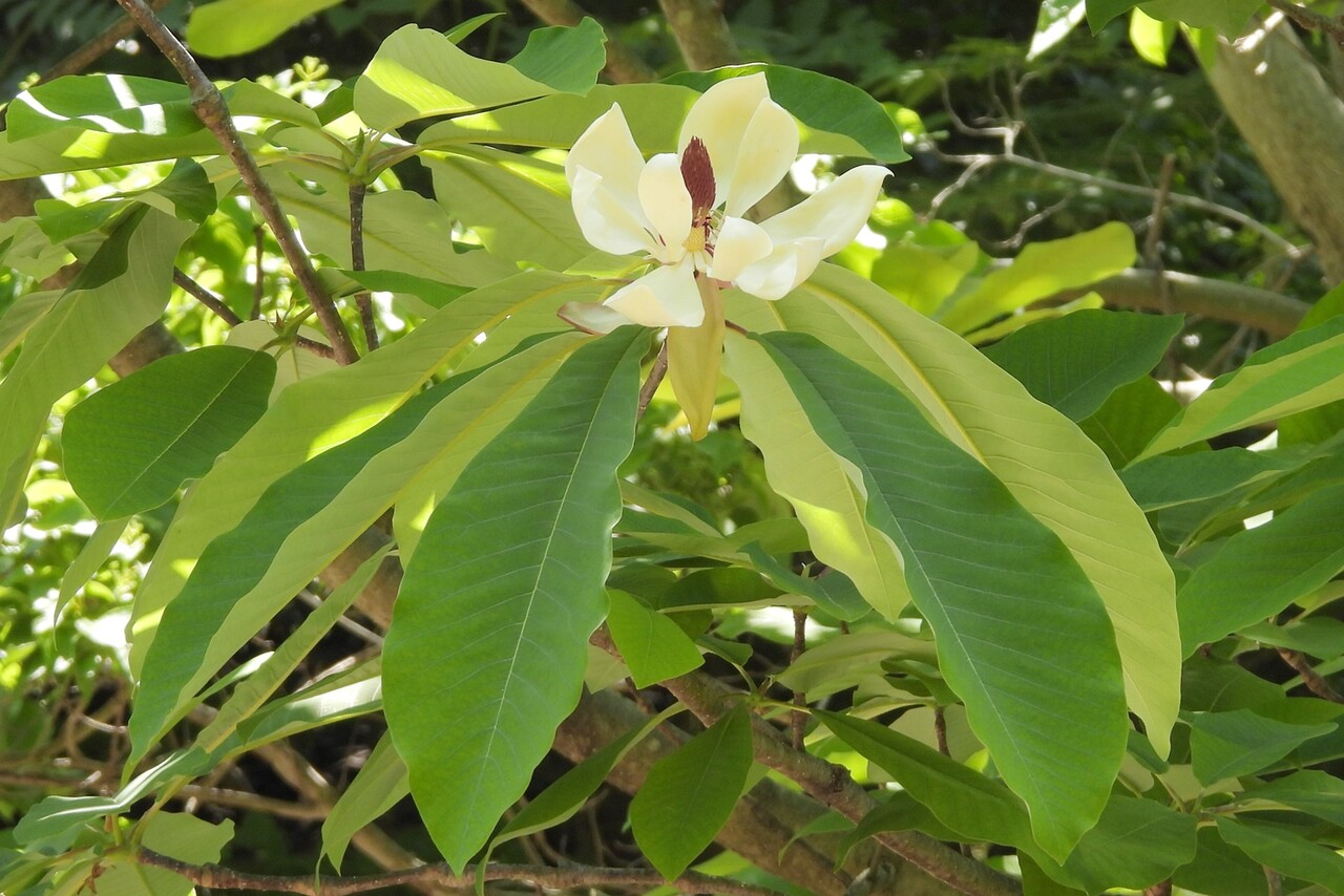 ホオノキ 朴の木 身近な野草ウォッチング