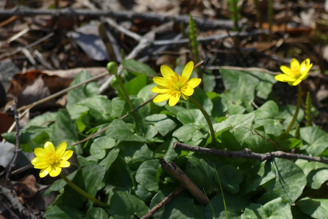 ヒメリュウキンカ 姫立金花 みちくさ花散歩 ヒメリュウキンカ 姫立金花 みちくさ花散歩