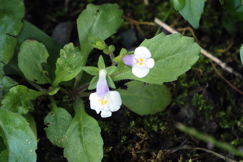 トキワハゼ・常盤黄櫨 : 野の花観察記