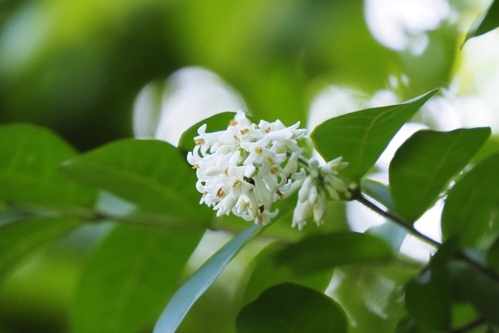 野の花観察記
	  イボタノキ・水蝋の木
	コメント