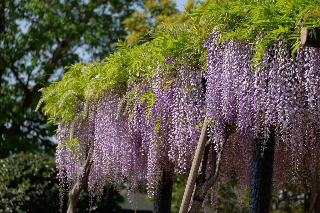 4/21 くすのき公園の藤と芝桜 : 季節の花散歩
