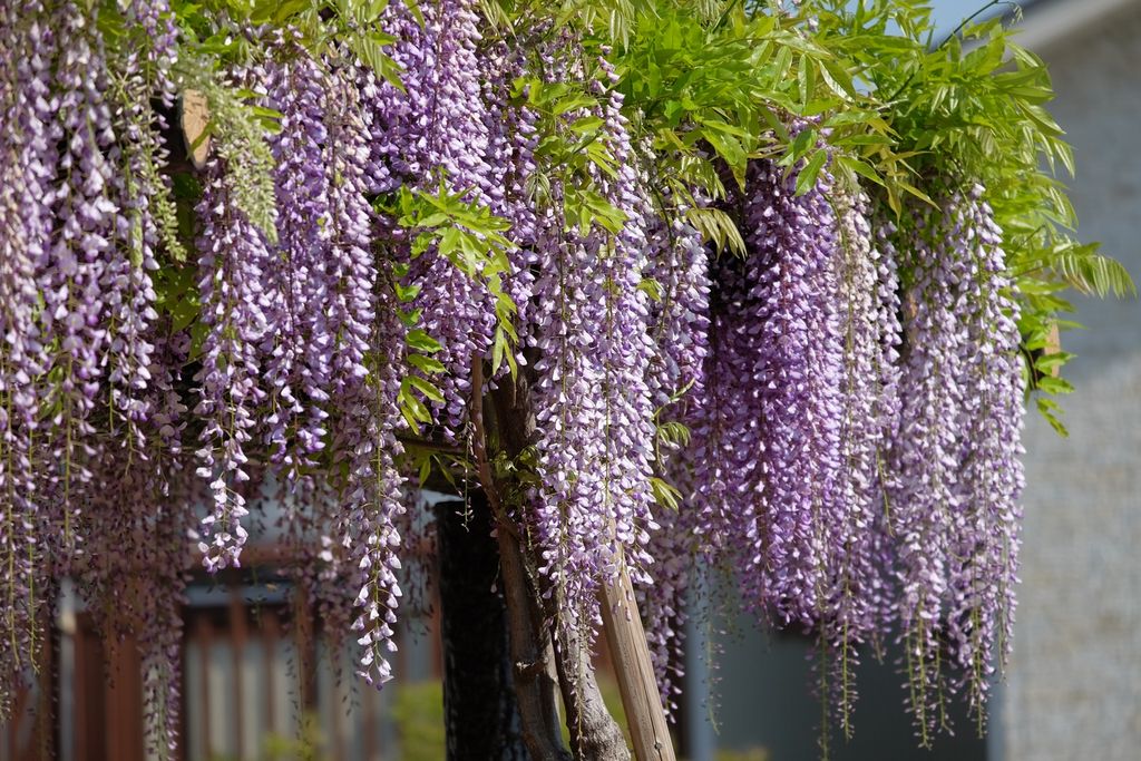 4/21 くすのき公園の藤と芝桜 : 季節の花散歩
