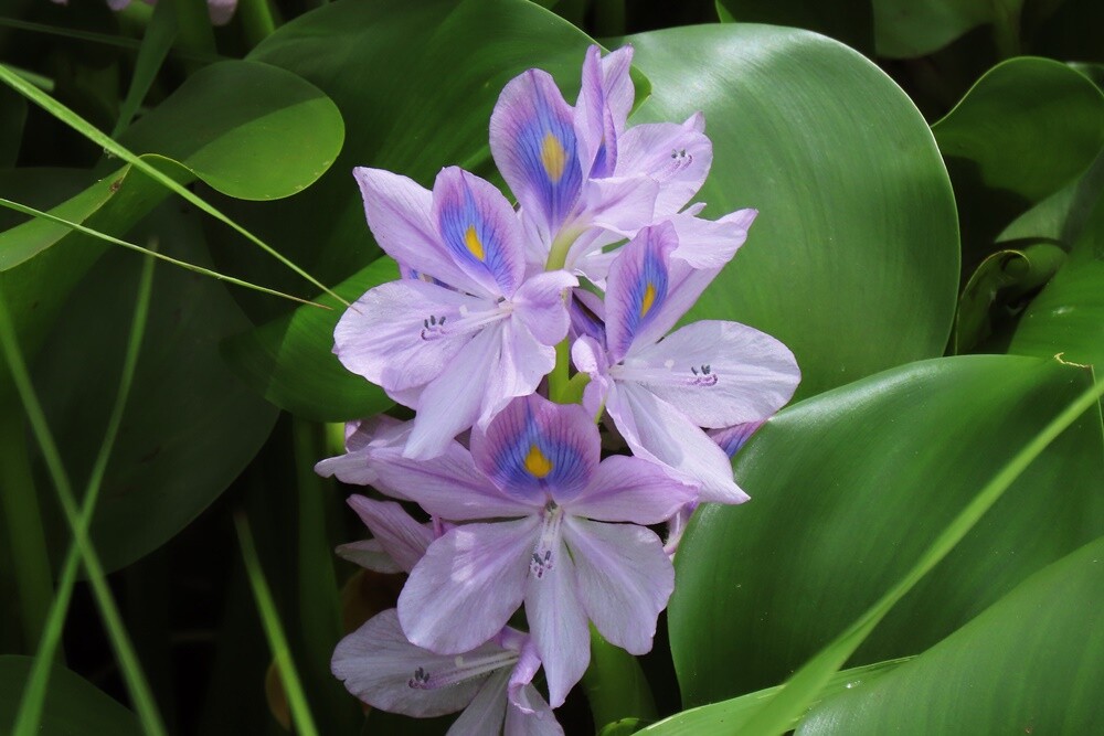 ホテイアオイ 布袋葵 季節の花畑ウォッチング