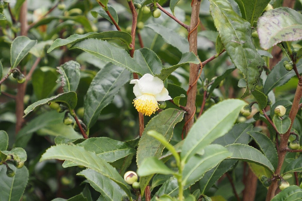 チャノキ・茶の木 : 季節の花散歩
