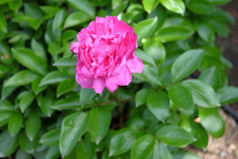 シャクヤク・芍薬 : 季節の花散歩