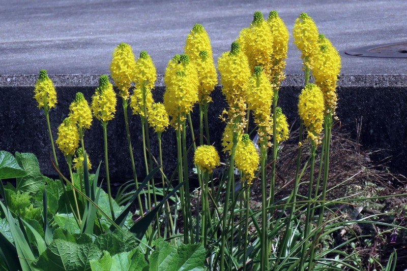 ブルビネラ : 季節の花散歩