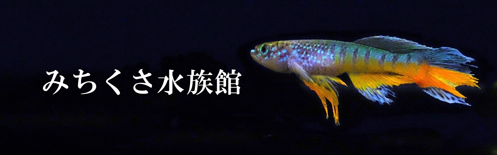 みちくさ水族館 イカやタコの仲間