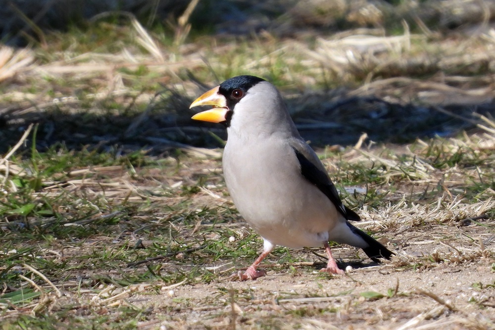 イカル・鵤 : 野の鳥観察記