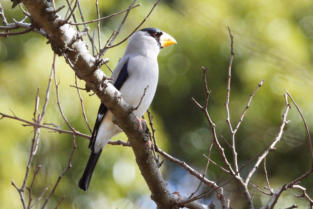 イカル・鵤 : 野の鳥観察記