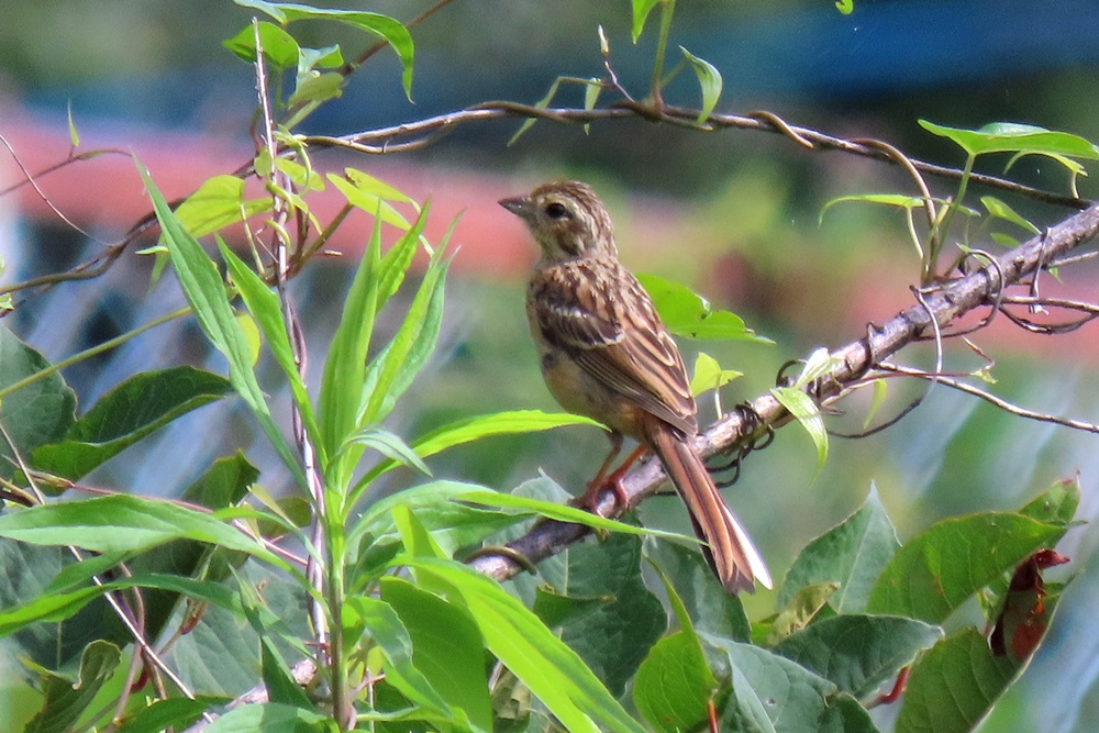 野の鳥観察記
	  ホオジロ・頬白
	コメント