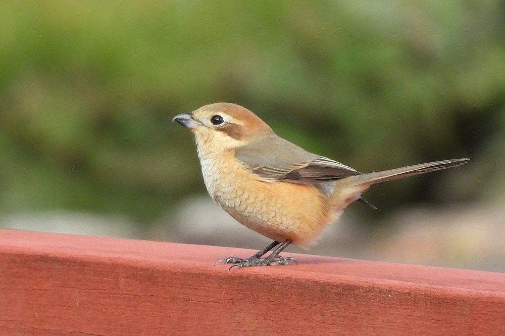 モズ・百舌鳥 ♀ : 野の鳥観察記
