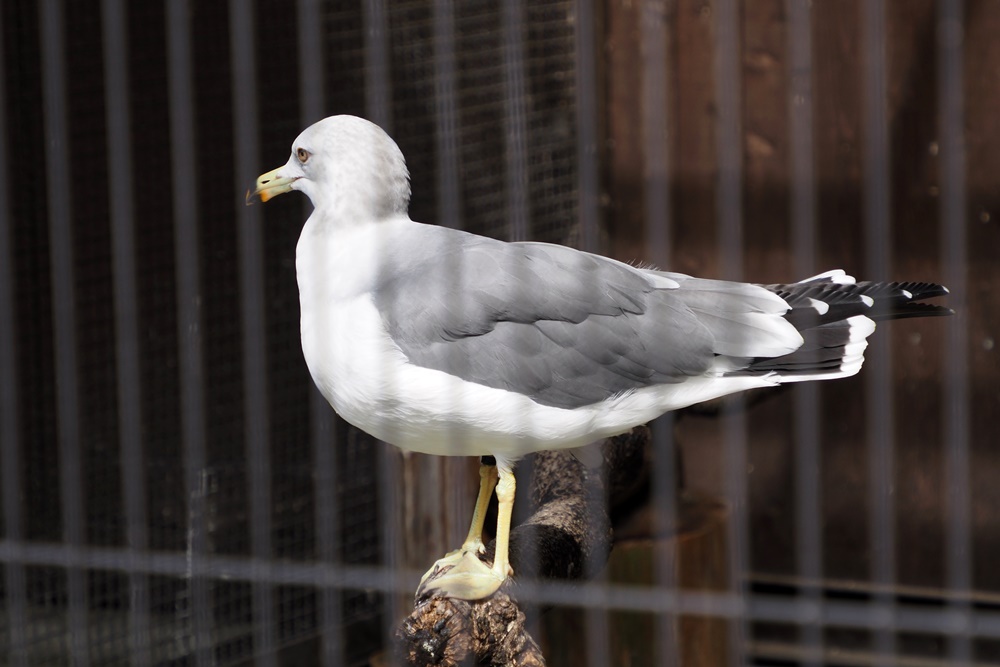 ウミネコ・海猫 : 野の鳥観察記