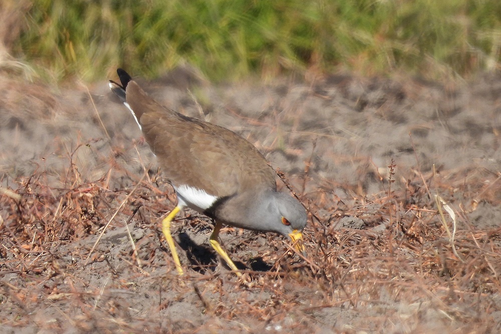 ケリ : 野の鳥観察記