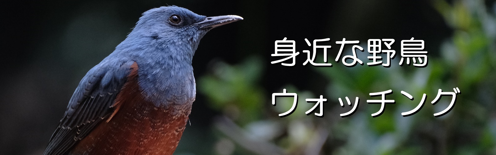 身近な野鳥ウォッチング ハヤブサ目ハヤブサ科