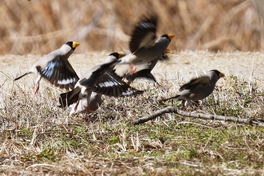 イカル・鵤 : 野の鳥観察記