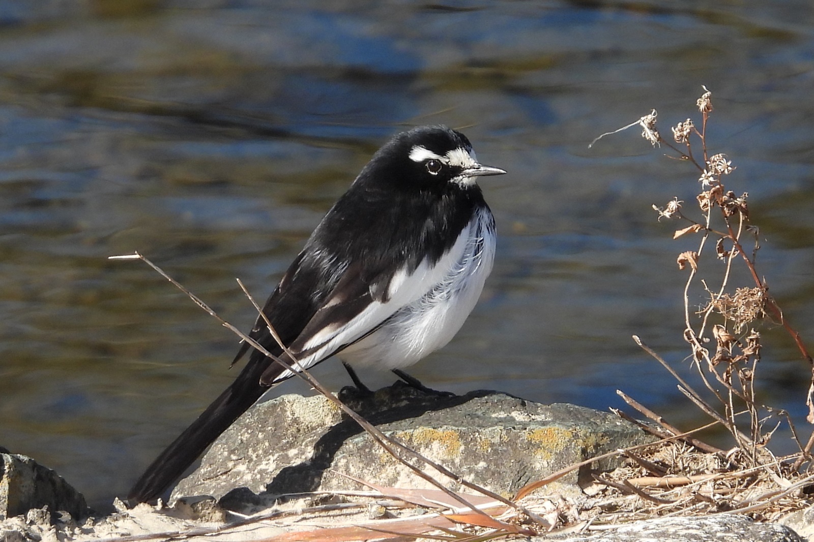 セグロセキレイ 背黒鶺鴒 身近な野鳥ウォッチング セグロセキレイ 背黒鶺鴒 身近な野鳥ウォッチング