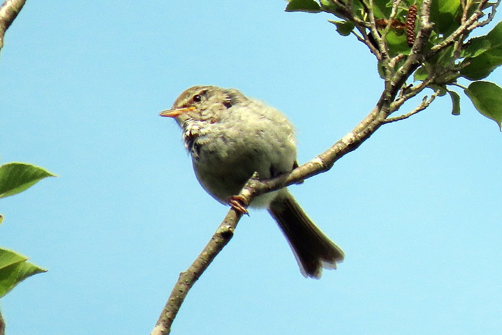 ウグイス・鶯 : 野の鳥観察記