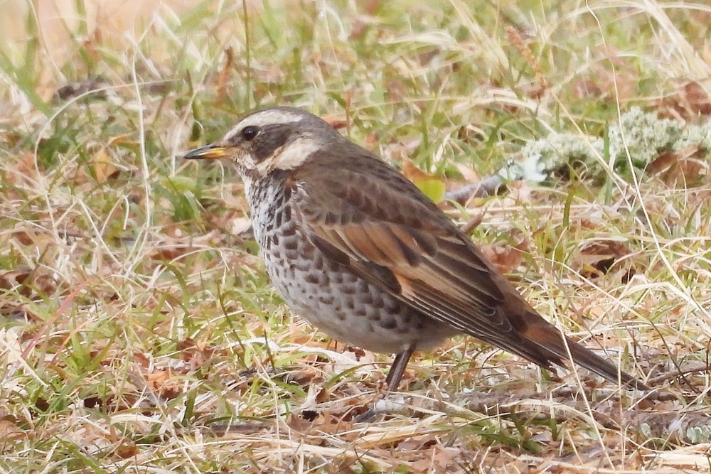 ツグミ : 野の鳥観察記